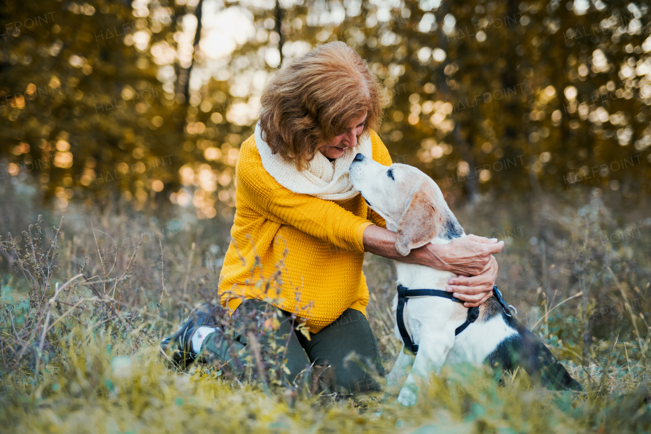 A happy senior woman with a dog on a walk in an autumn nature at sunset.