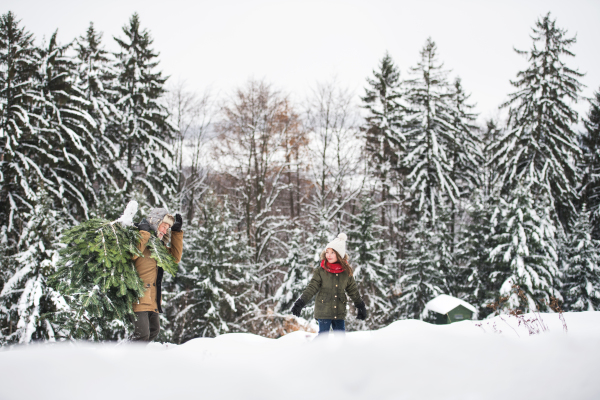 Grandfather and a small girl getting a Christmas tree in forest. Winter day.