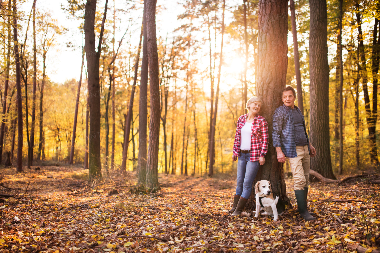 Active senior couple with dog on a walk in a beautiful autumn forest.