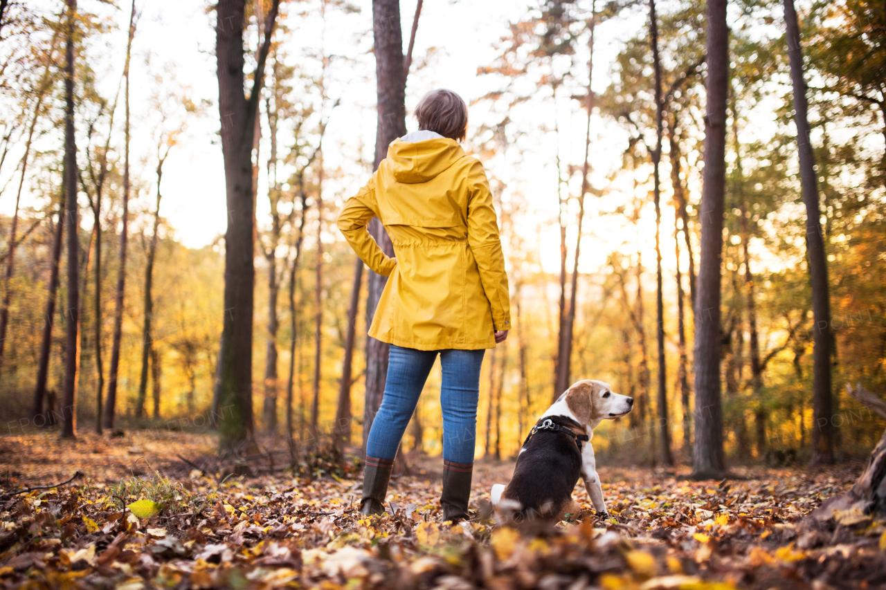 Active senior woman with dog on a walk in a beautiful autumn forest. Rear view.