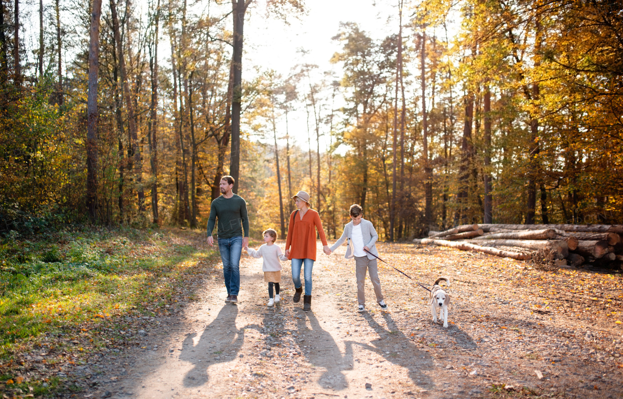 Front view of young family with small children and dog on a walk in autumn forest, walking.