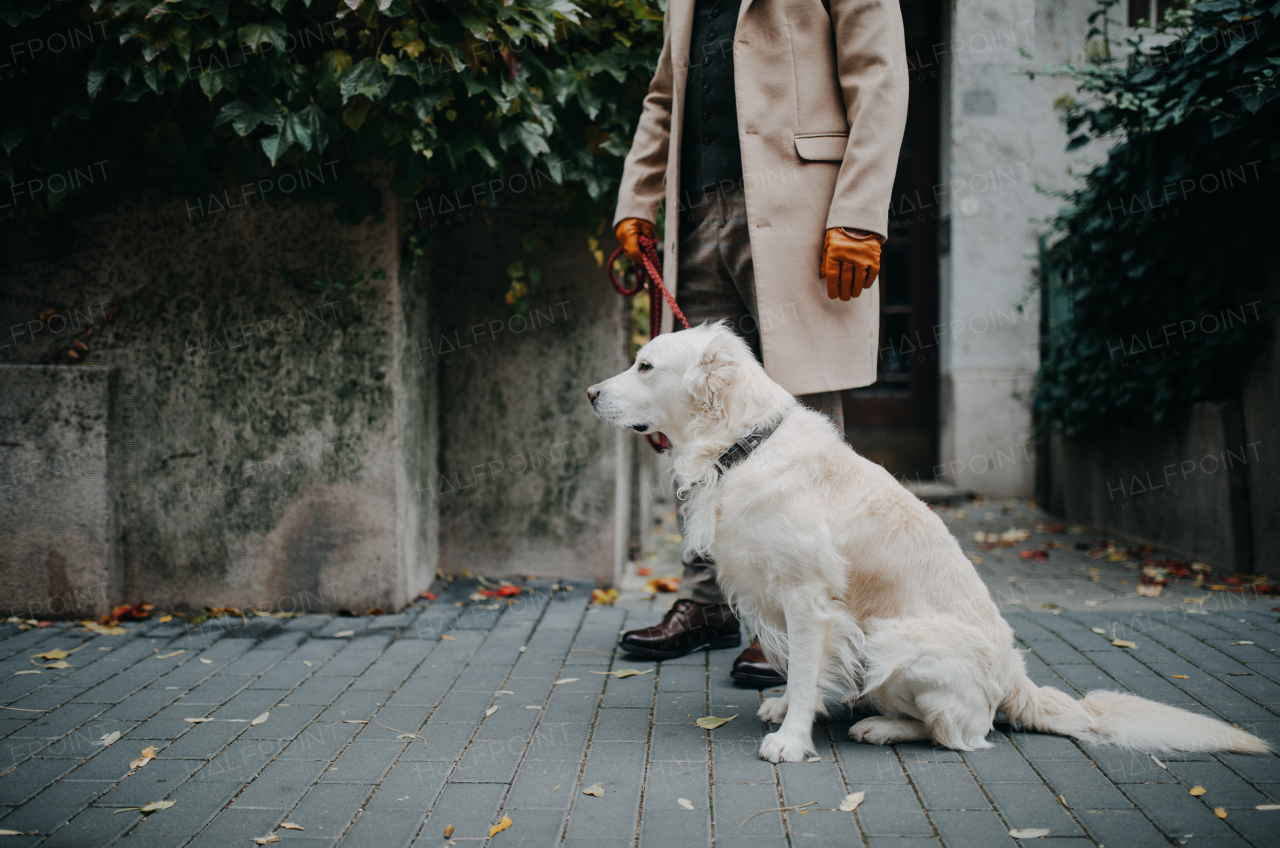 A low section of elegant senior man walking his dog outdoors in city.
