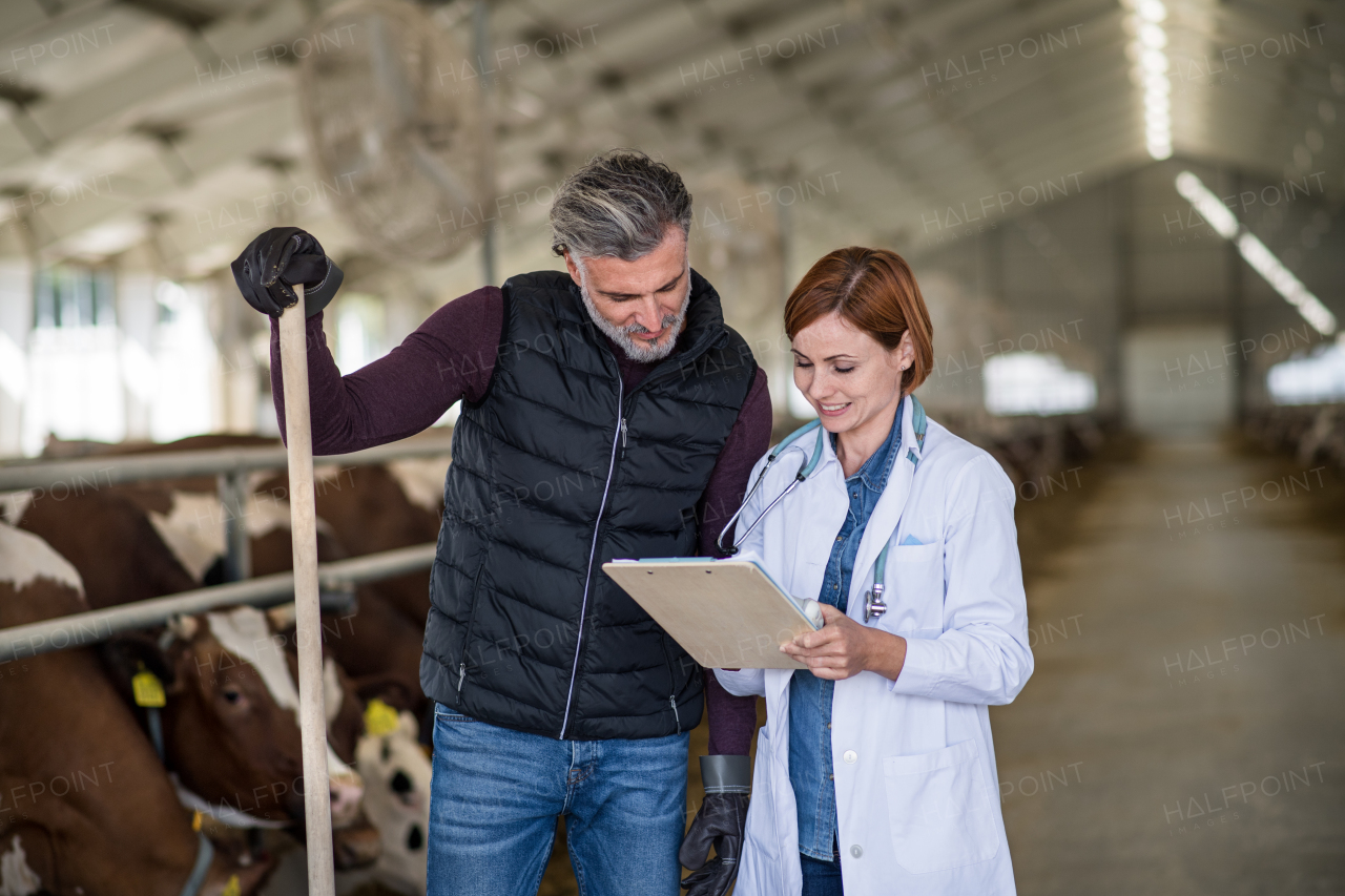 Man manager and veterinary doctor talking on diary farm, agriculture industry.