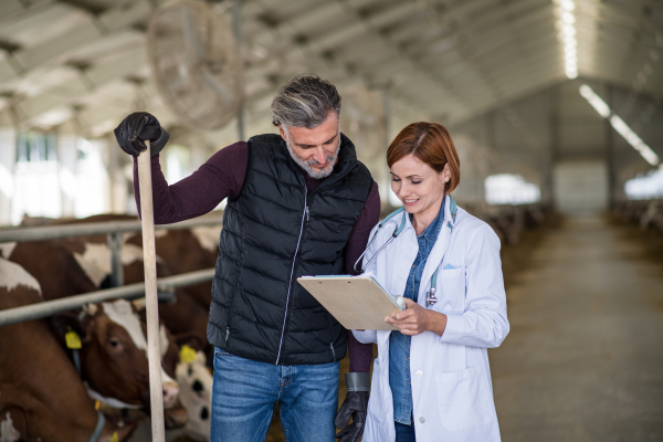 Man manager and veterinary doctor talking on diary farm, agriculture industry.