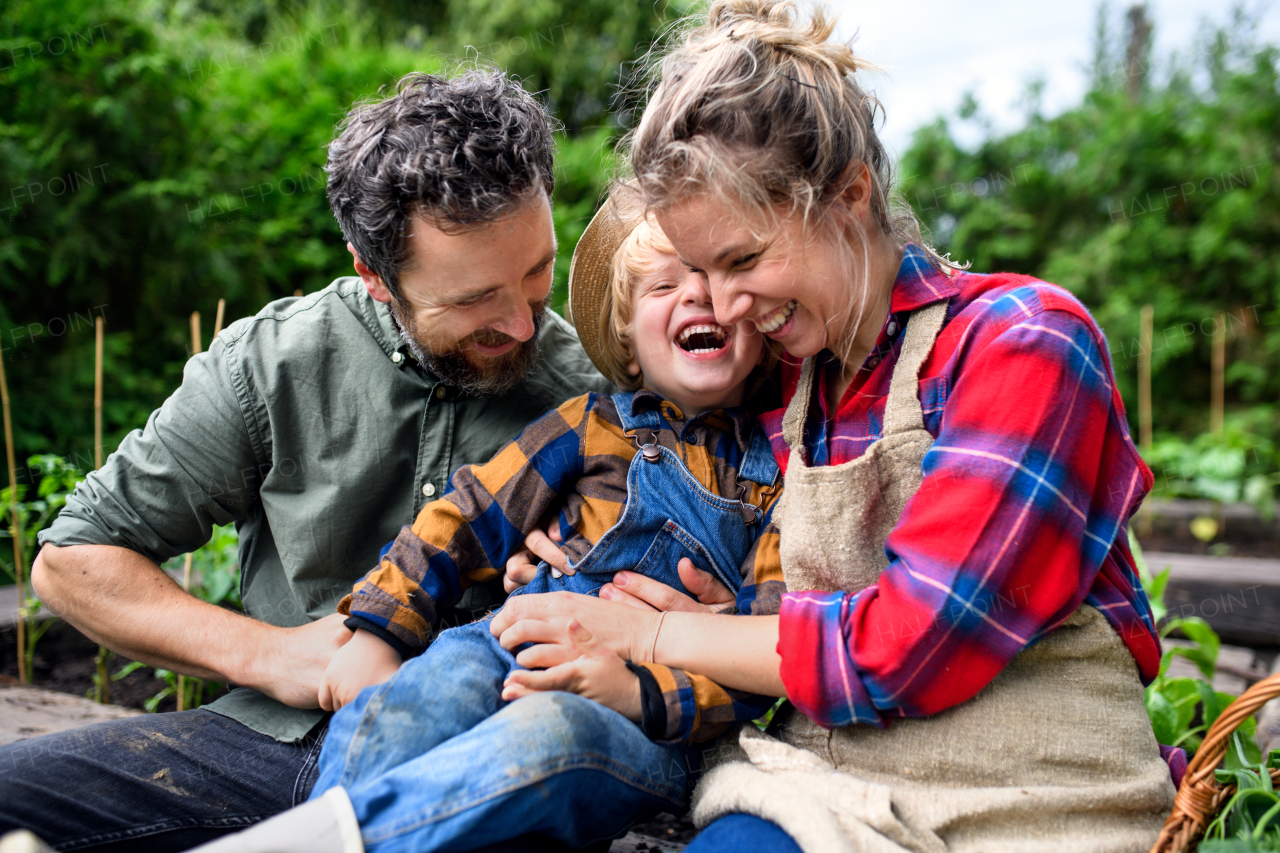 Happy family with small child having fun when gardening on farm, growing organic vegetables.