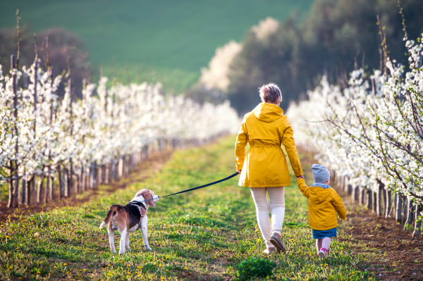 Rear view of senior grandmother with granddaughter with a dog walking in orchard in spring.