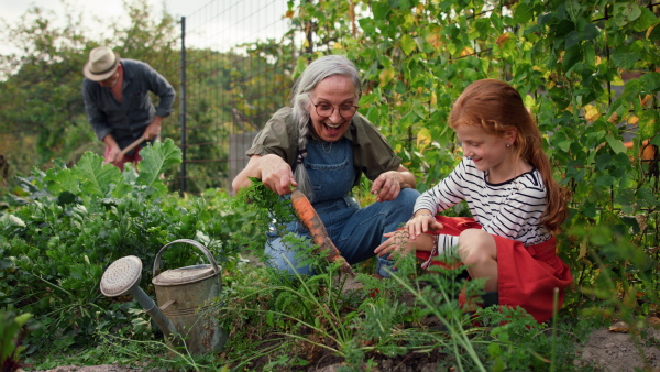A grandmother and granddaughter in summer enjoy harvesting vegetables from home organic vegetable garden.