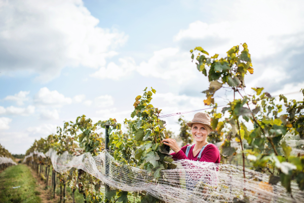 Portrait of woman worker collecting grapes in vineyard in autumn, harvest concept.