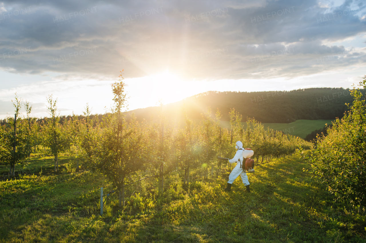 A farmer in protective suit walking outdoors in orchard at sunset, using pesticide chemicals.