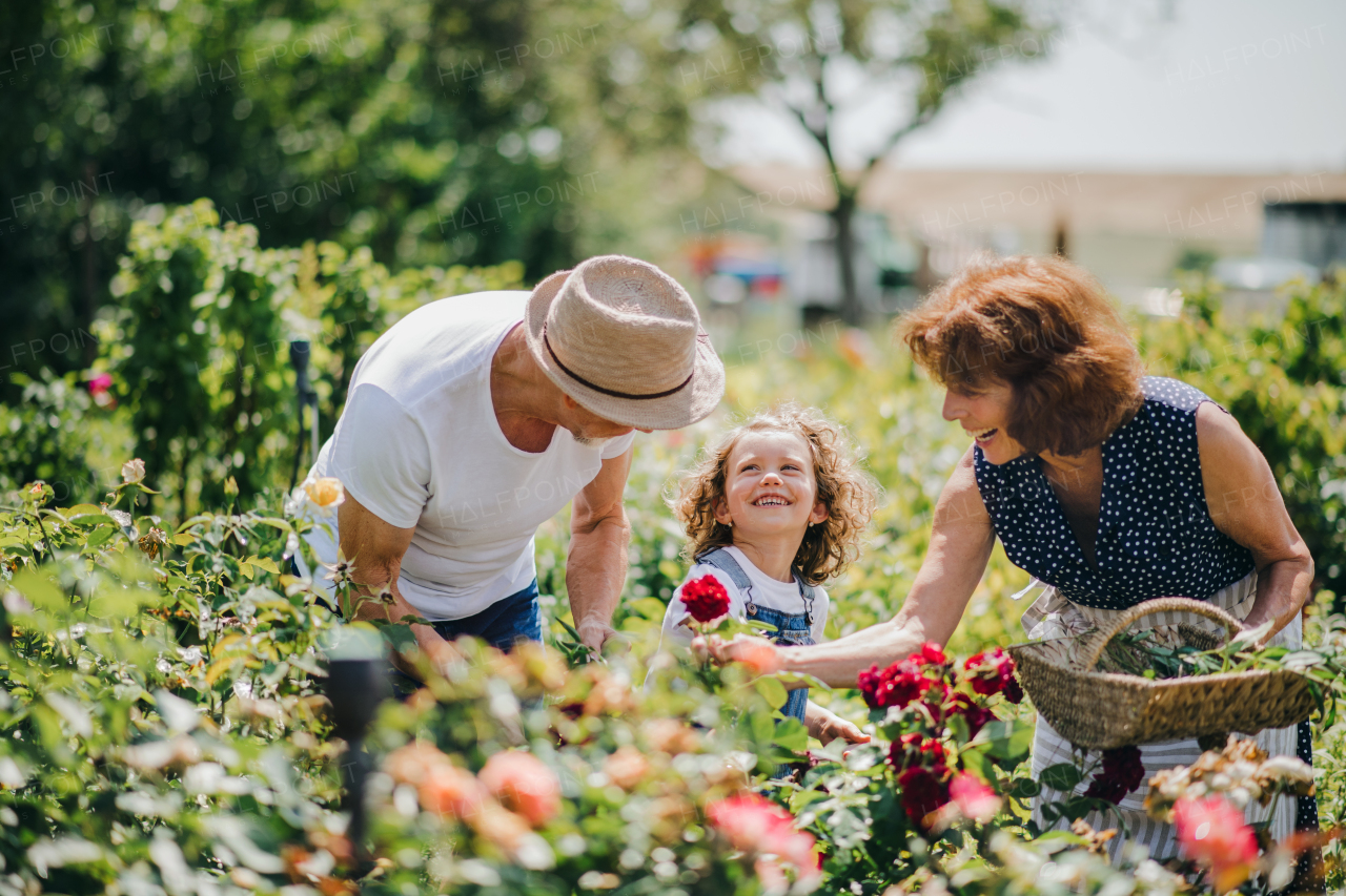 Senior grandparents and granddaughter gardening in the backyard garden. Man, woman and a small girl working.