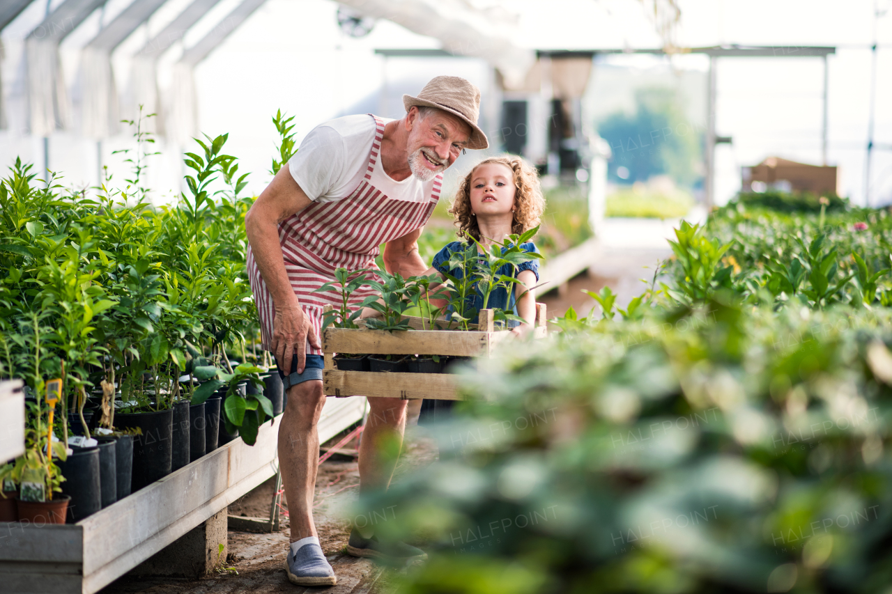 A happy small girl with senior grandfather gardening in the greenhouse.