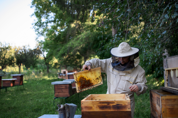Portrait of man beekeeper holding honeycomb frame full of bees in apiary, working,