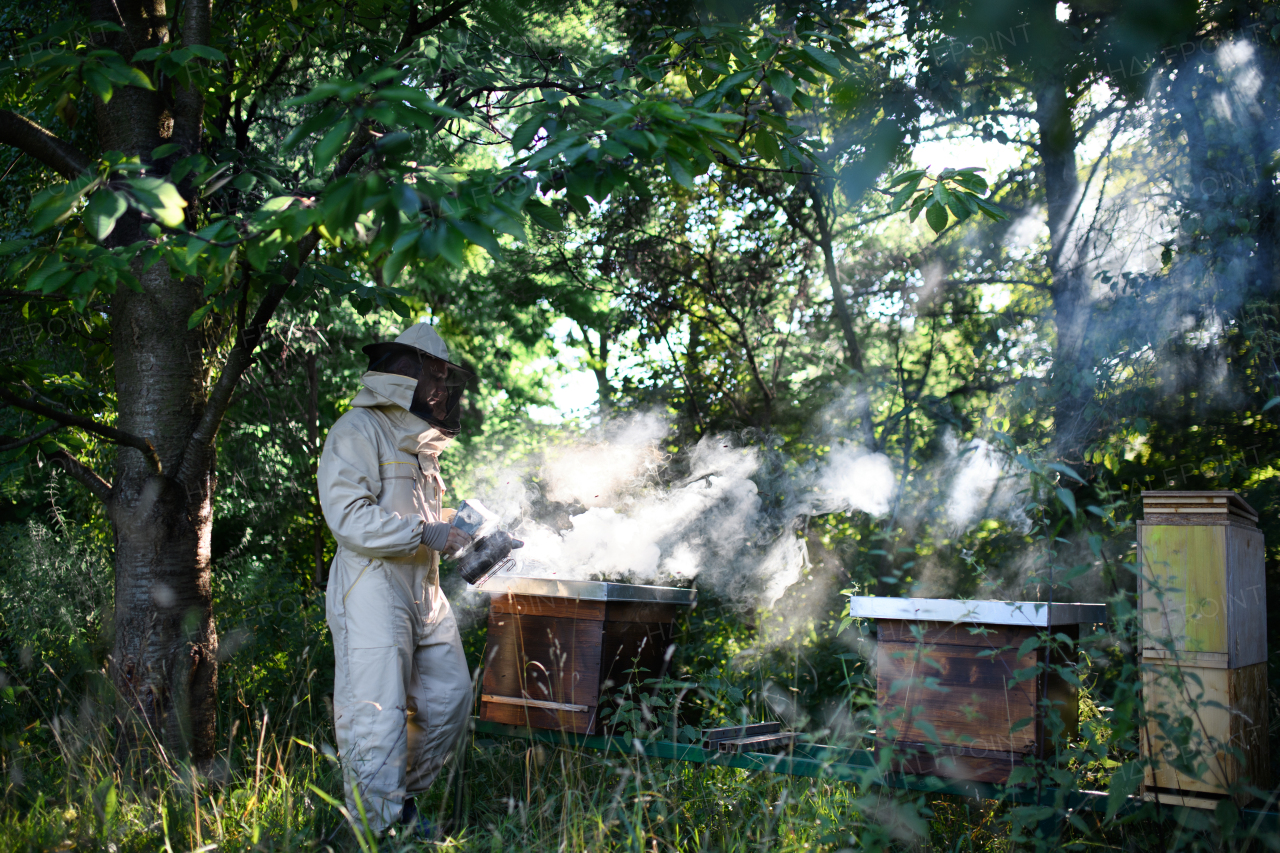 A portrait of man beekeeper working in apiary, using bee smoker.