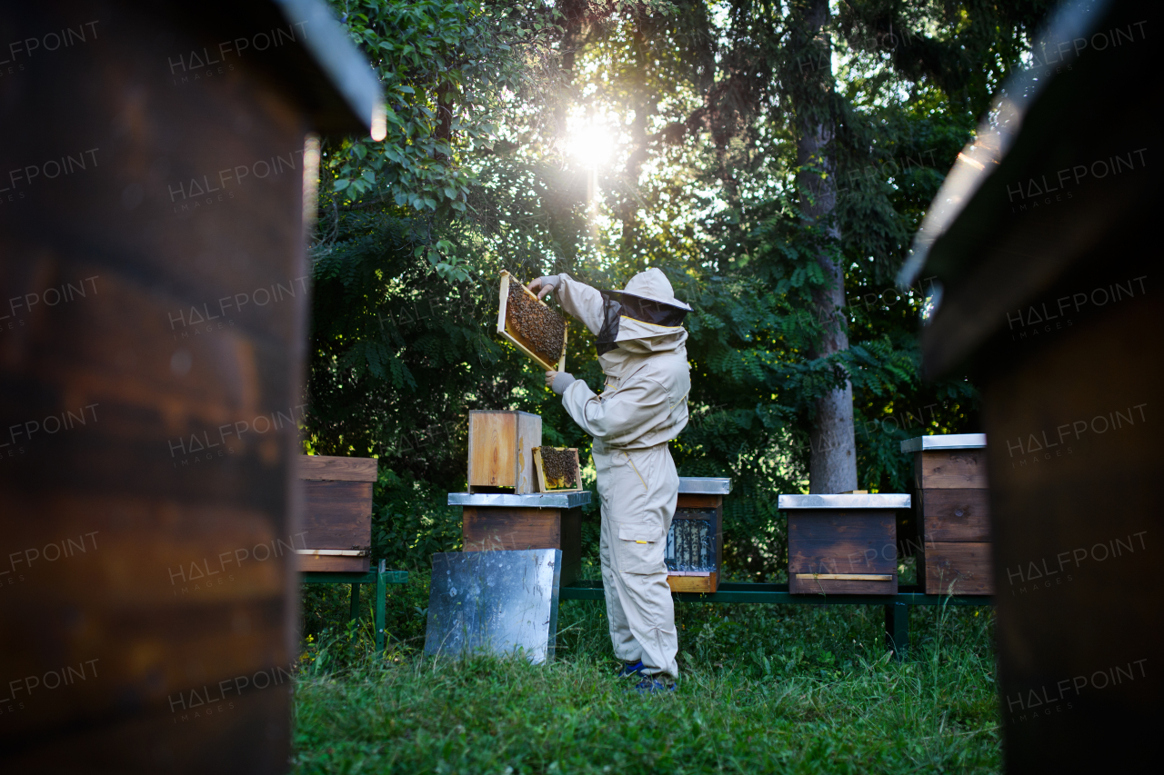 A portrait of man beekeeper working in apiary, using bee smoker.