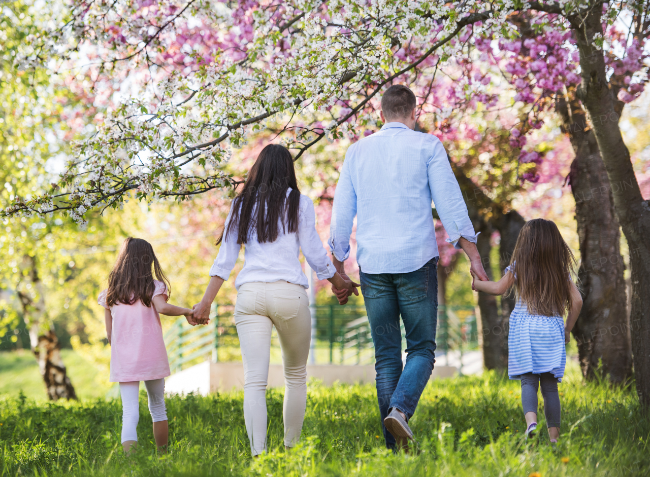 Rear view of parents with small daughters walking outside in spring nature, holding hands.