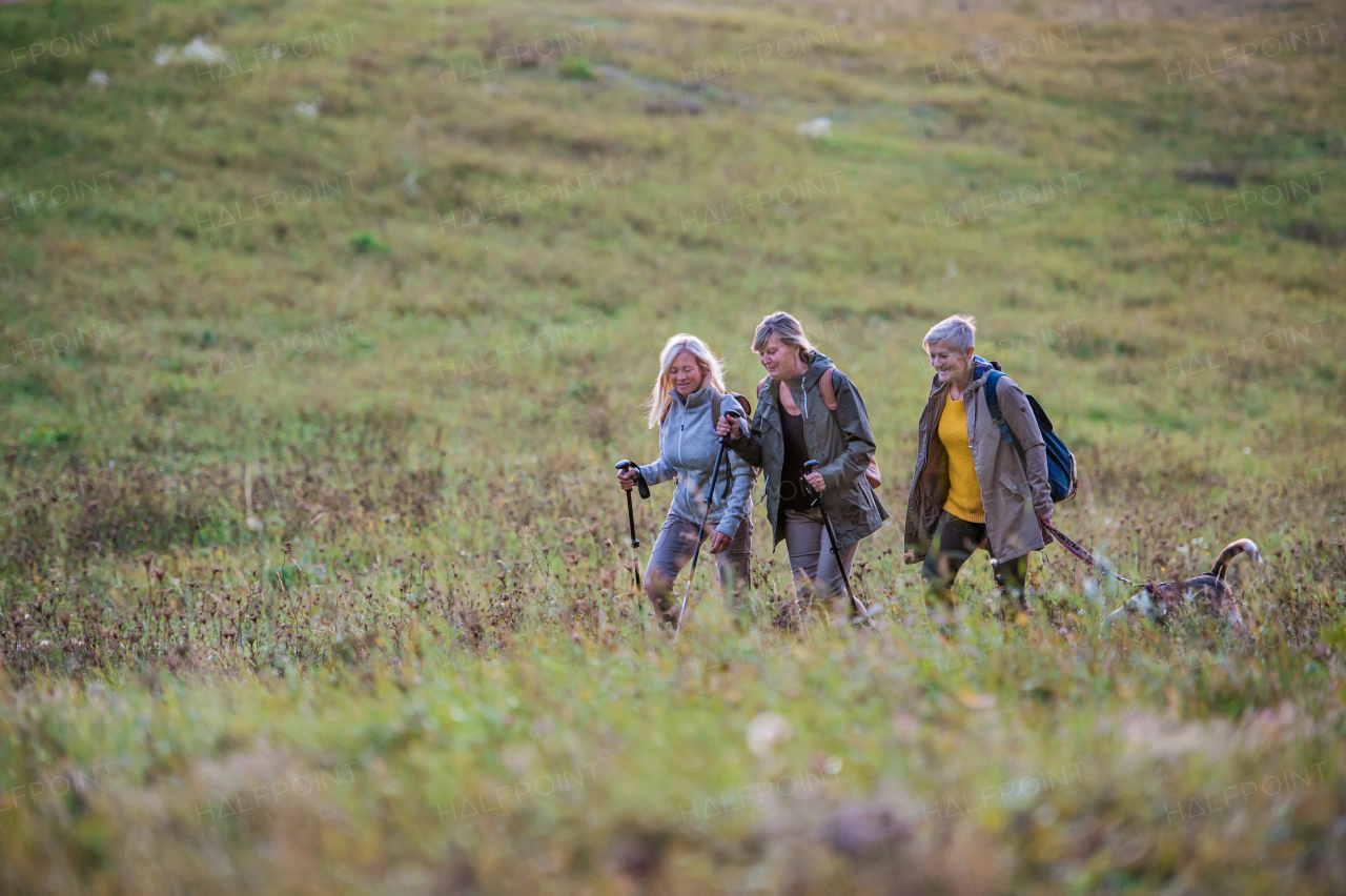 Senior women friends with dog on walk outdoors in nature, walking.