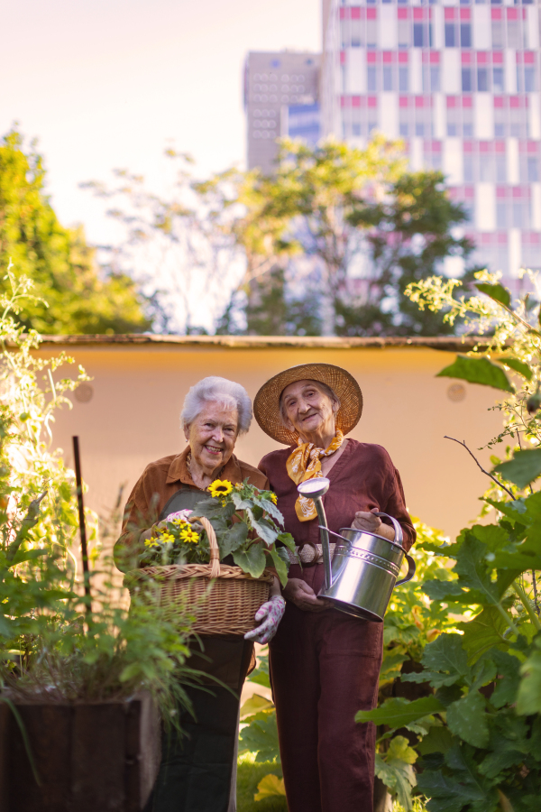 Portrait of senior friends taking care of vegetable plants in urban garden in the city. Pensioners spending time together gardening in community garden in their apartment complex. Nursing home residents gardening outdoors. Senior sisters have same hobby.