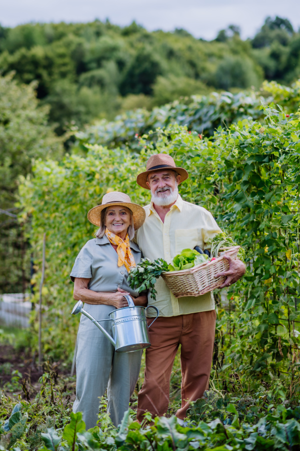 Beautiful senior couple standing in the middle of a field, holding a wooden crate filled with the harvested crop. Harvesting vegetables in the fall.