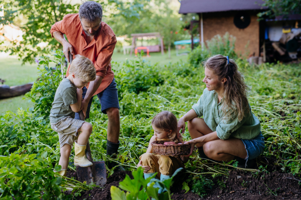 A farmer family harvesting and digging potatoes in garden in summer.