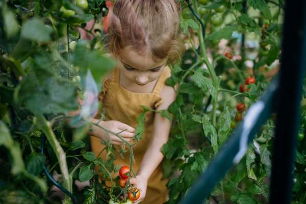 A little girl harvesting tomatoes in a greenhouse