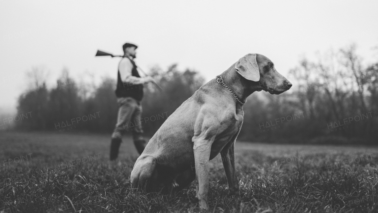 A hunter man with dog in traditional shooting clothes on field holding shotgun, black and white photo.