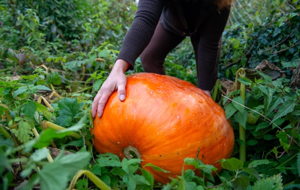 Harvesting a giant pumpkin in autumn garden.
