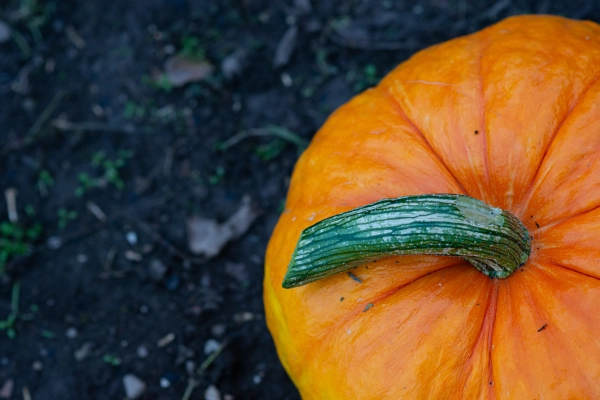 Growing a giant pumpkin in autumn garden.