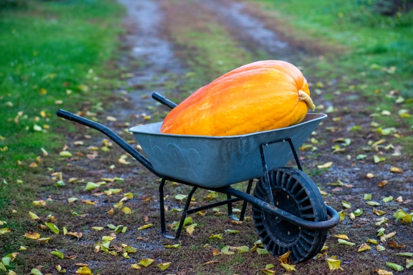 Giant pumpkin in wheelbarrow in autumn garden.