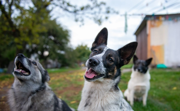 Dogs from the shelter enjoying time outside.