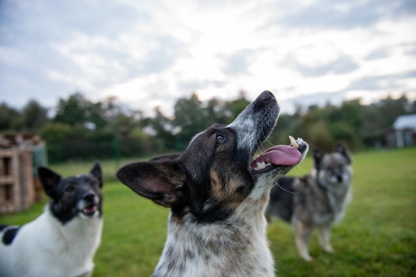 Playful pets spending time outdoors in the garden.