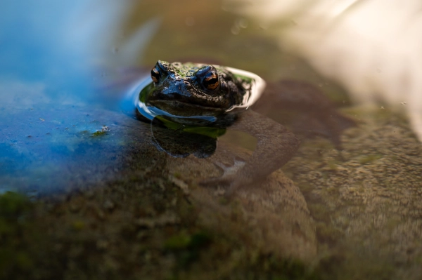 Frog resting at the edge of a pond.