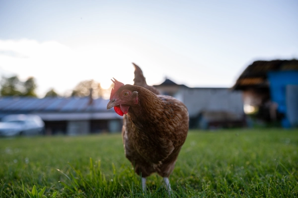 Backyard hen on a traditional Slovak farm.