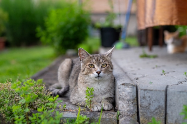 Furry cat resting in house backyard.