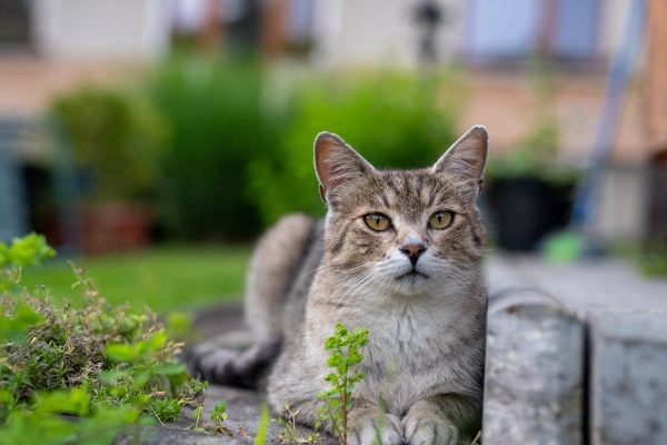Furry cat resting in house backyard.