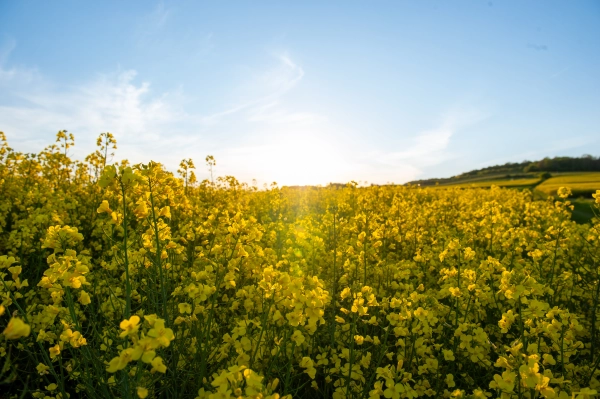 Blooming rapeseed field at sunset in the Slovak countryside.