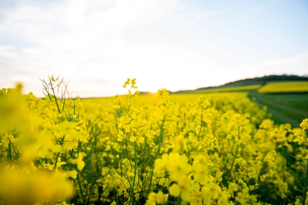 Scenic view of a flowering rapeseed field in rural Slovakia.