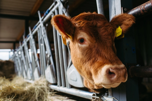 Brown cow in a modern barn looking out of the stall.