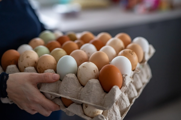 Freshly collected farm eggs in a cardboard tray.